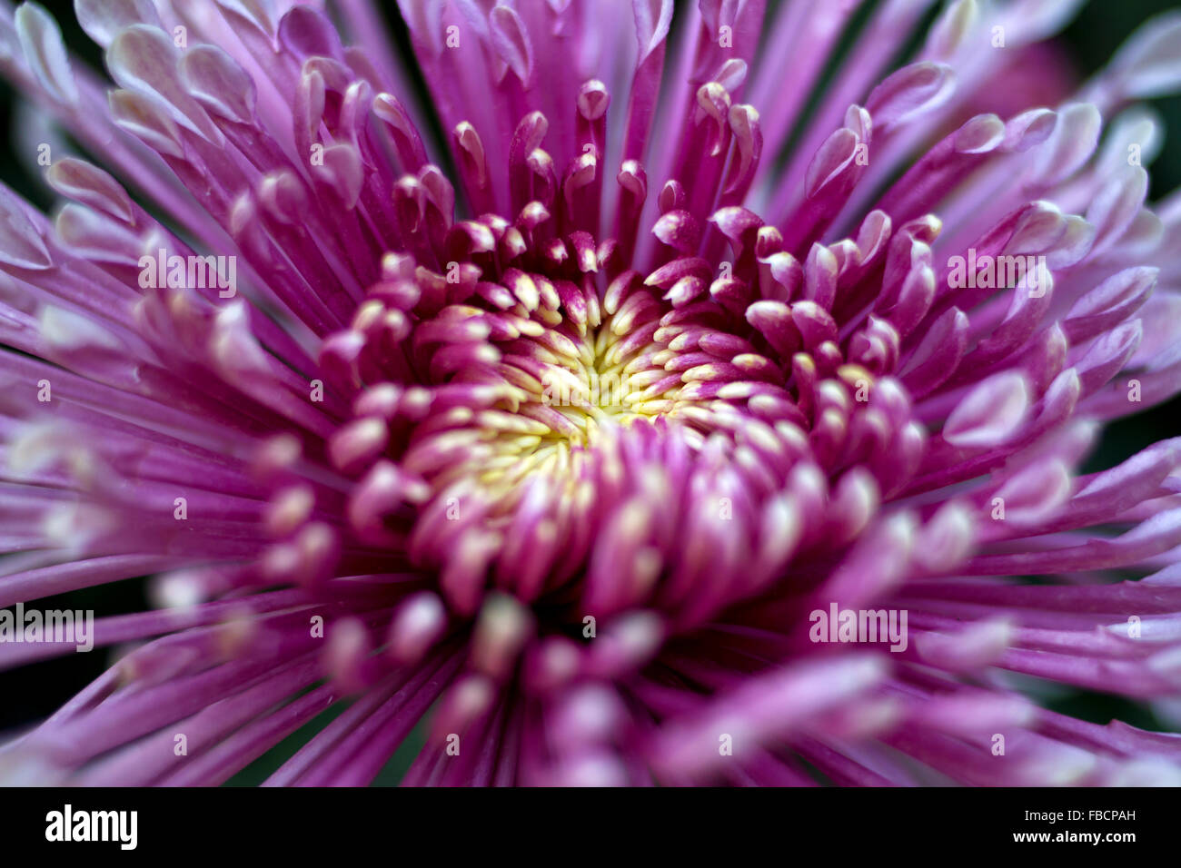 Garden By The Bay Flower pink purple chrysanthemum, flower dome, gardenthe bay Garden By The Bay Flower pink purple chrysanthemum, flower dome, gardenthe bay