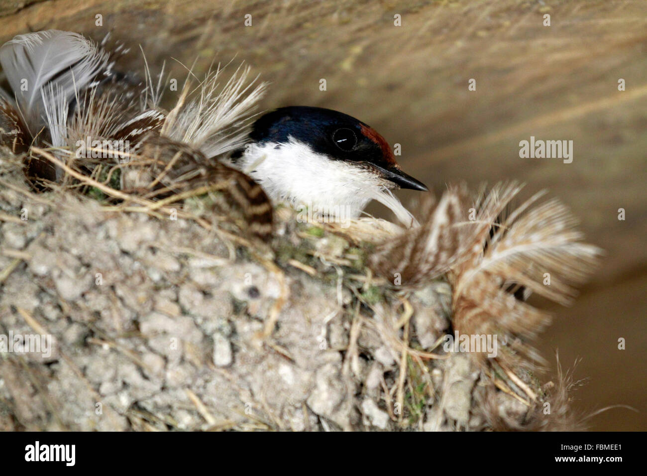 Mud Nests Hi Res Stock Photography And Images Page Alamy