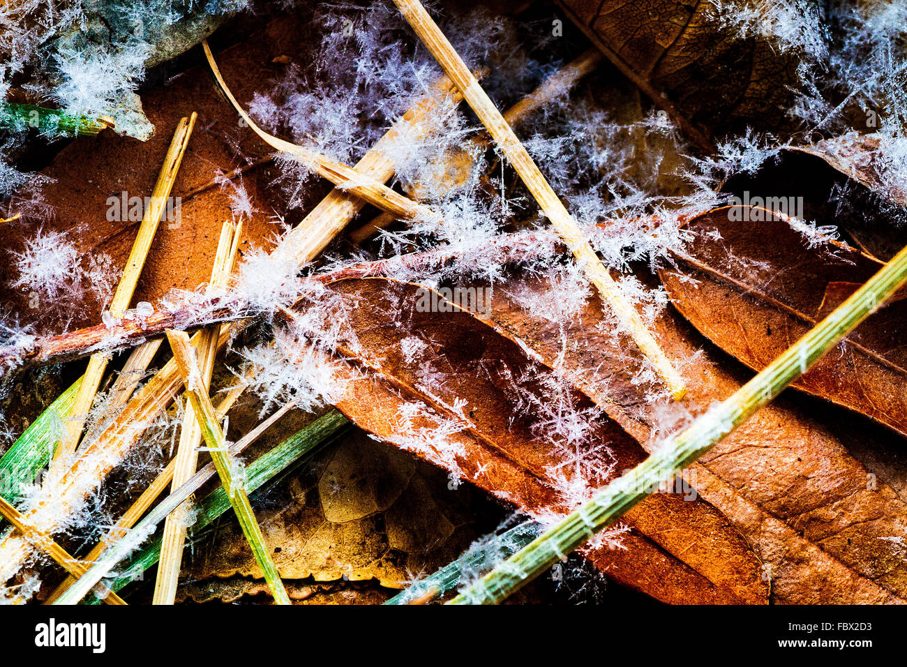 a-group-of-snowflakes-on-leaves-and-grass-created-by-lake-effect-snow-FBX2D3.jpg