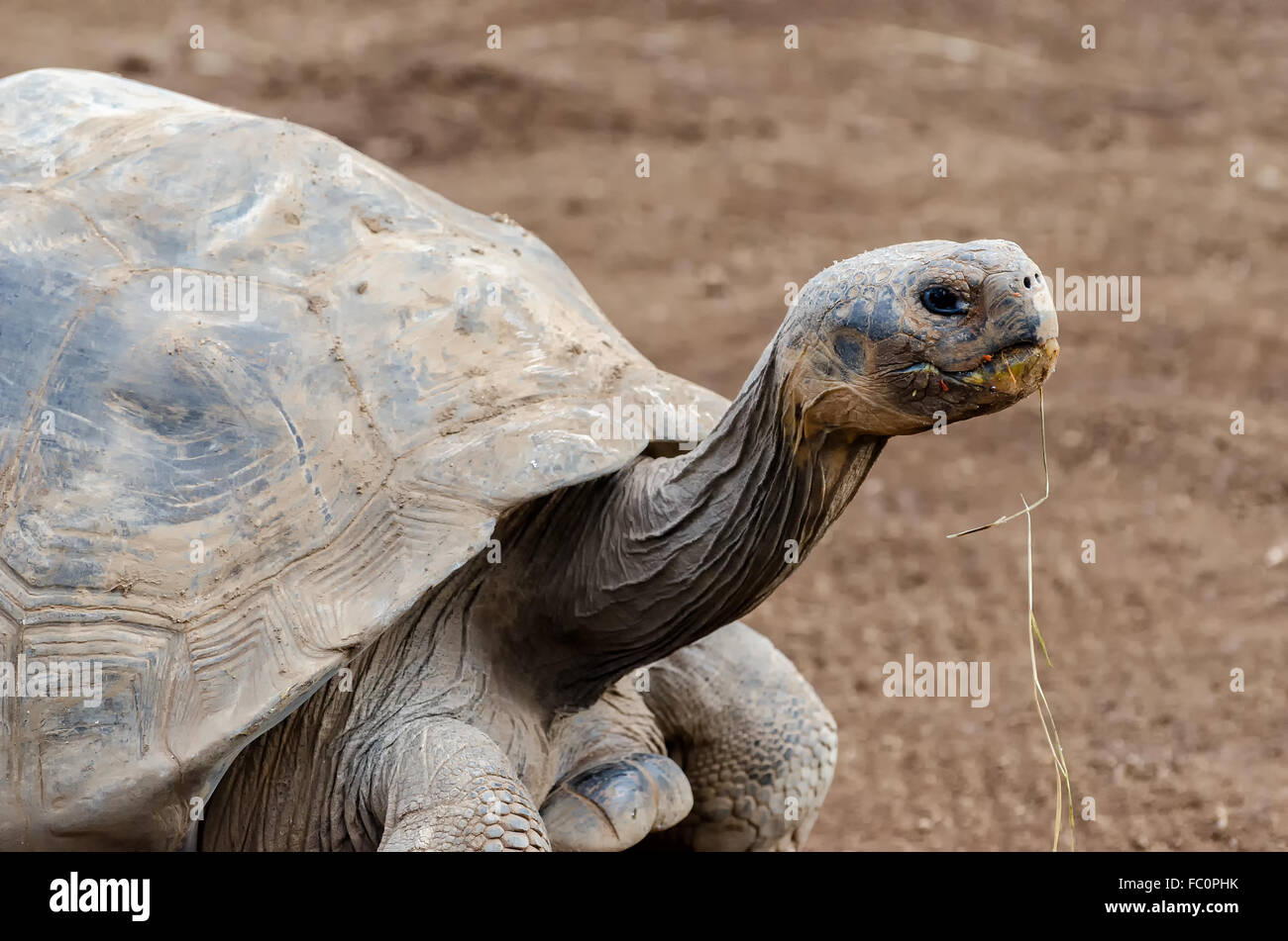 Galapagos Giant Tortoise Stock Photo Alamy