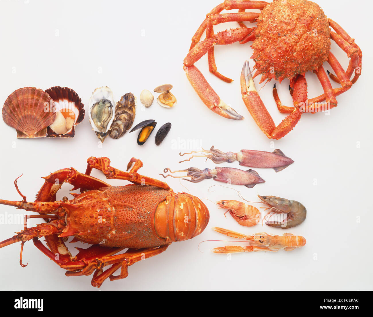 Seafood selection, including scallops, oysters, clams, lobsters Stock