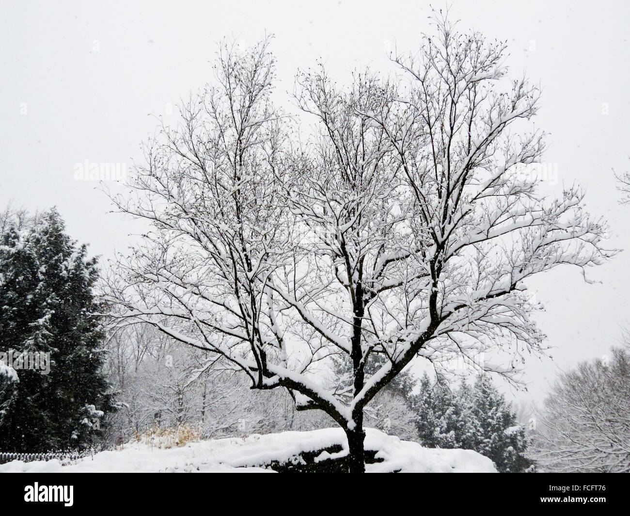 Singles in birch tree missouri