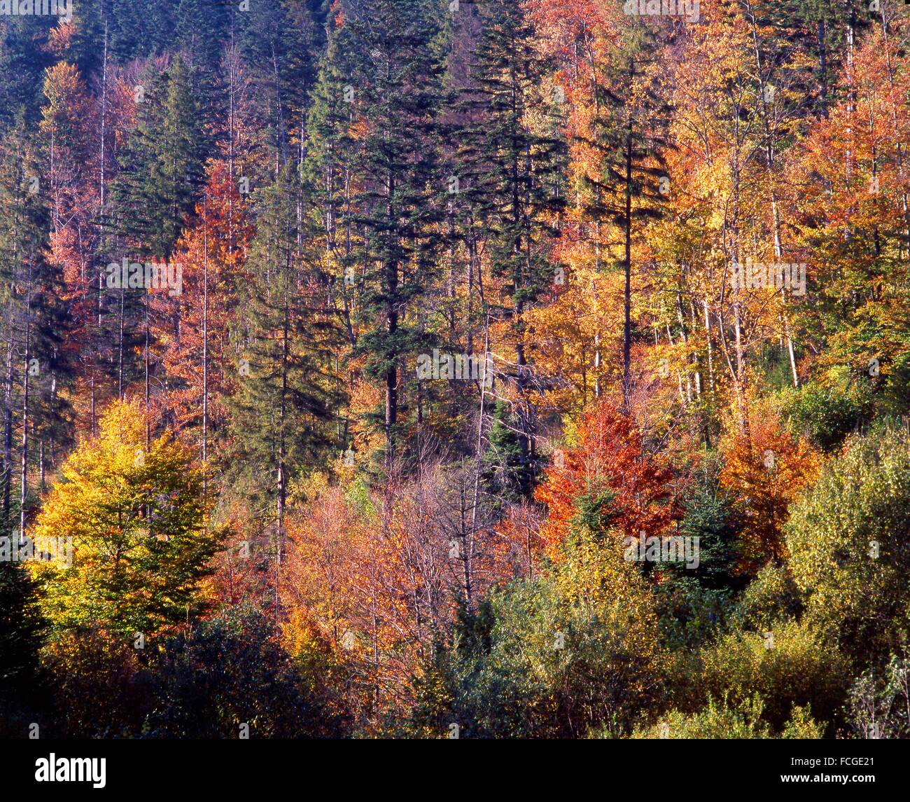 Bieszczady National Park Forest In Autumn Poland Stock Photo Alamy