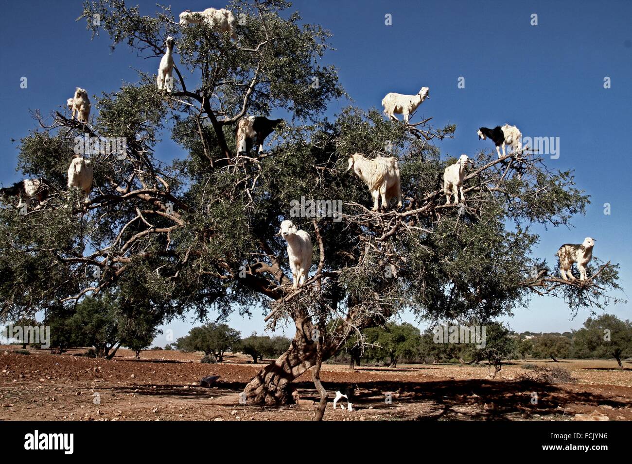 Argan tree, goats, Essaouira, Morocco Stock Photo, Royalty Free Image