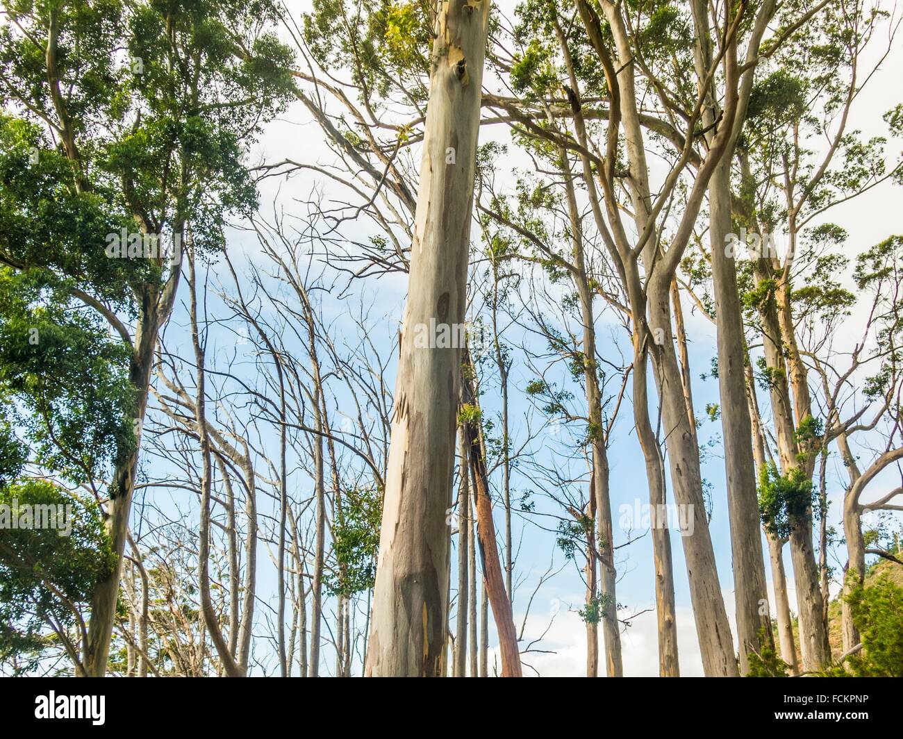 Tall trees in a blue gum forest. Cape Town, South Africa Stock Photo