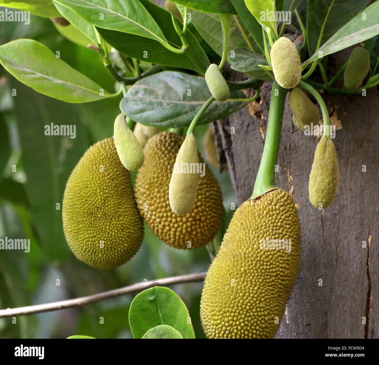 artocarpus heterophyllus, jackfruit, kathal in india, tropical