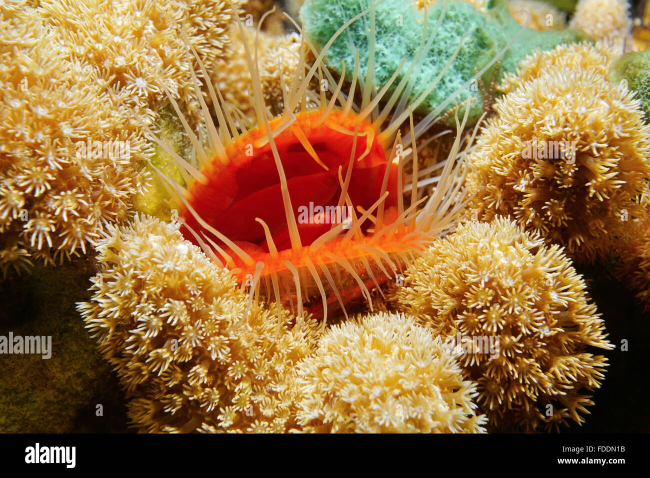 Marine life, closeup of a bivalve mollusk Flame scallop, Ctenoides Stock Photo, Royalty Free
