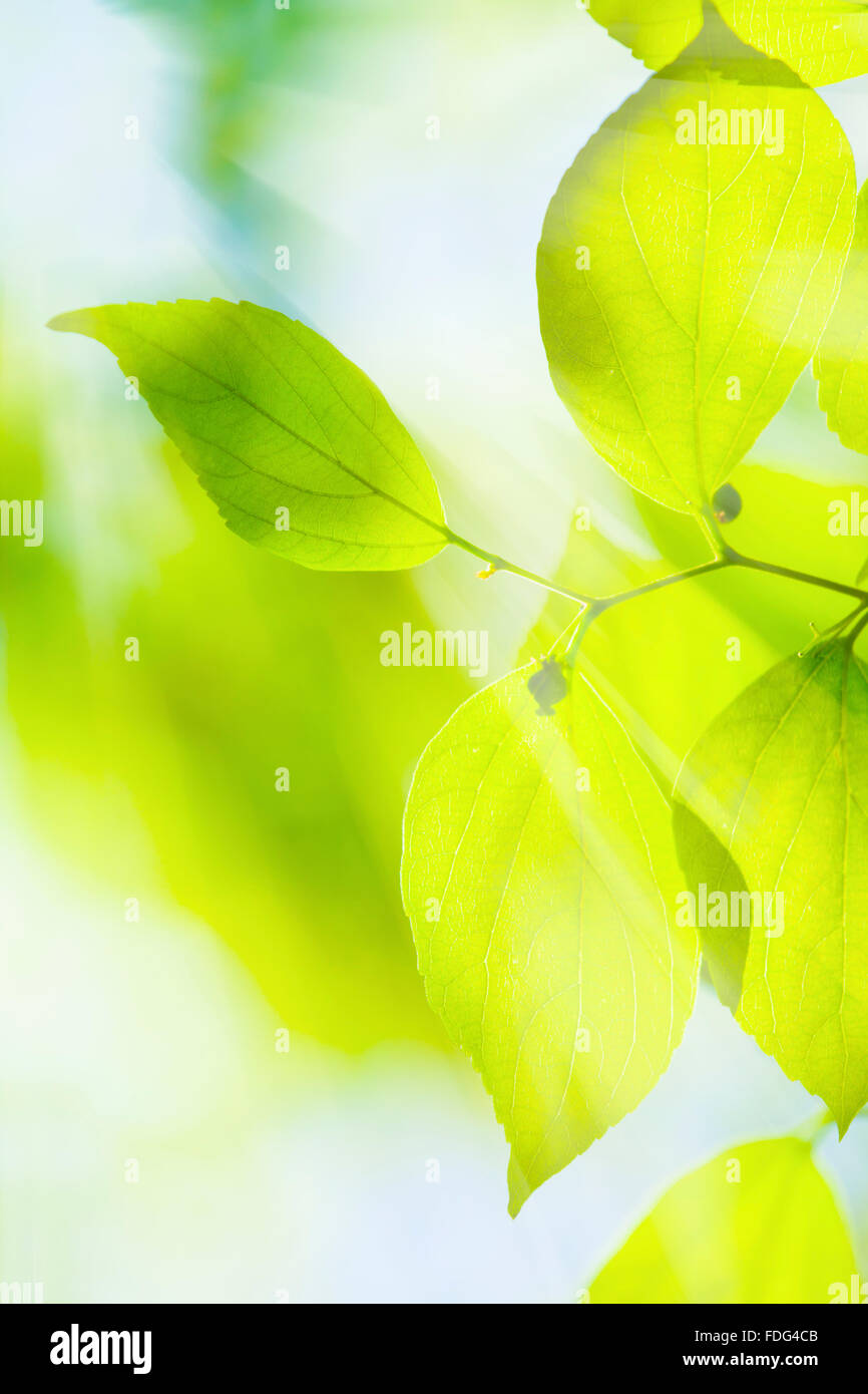 Green Leaves Under Sun Background Stock Photo Royalty Free Image