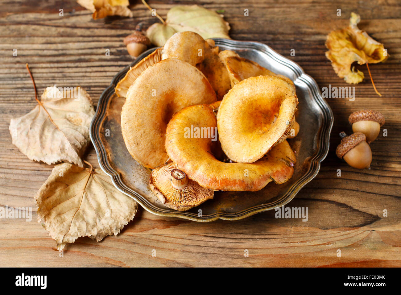 Cantharellus Cibarius Commonly Known As The Chanterelle Golden