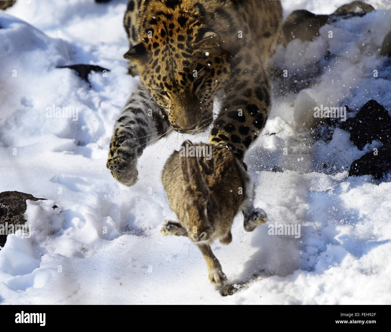 Primorye Territory, Russia. 7th Feb, 2016. Amur leopard called Leo