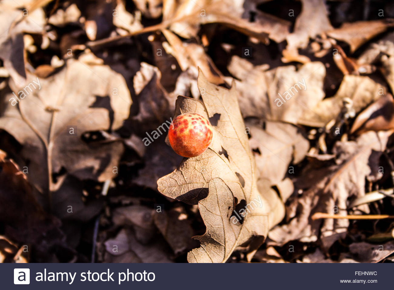 Oak Ball Stock Photo, Royalty Free Image 95047384 Alamy