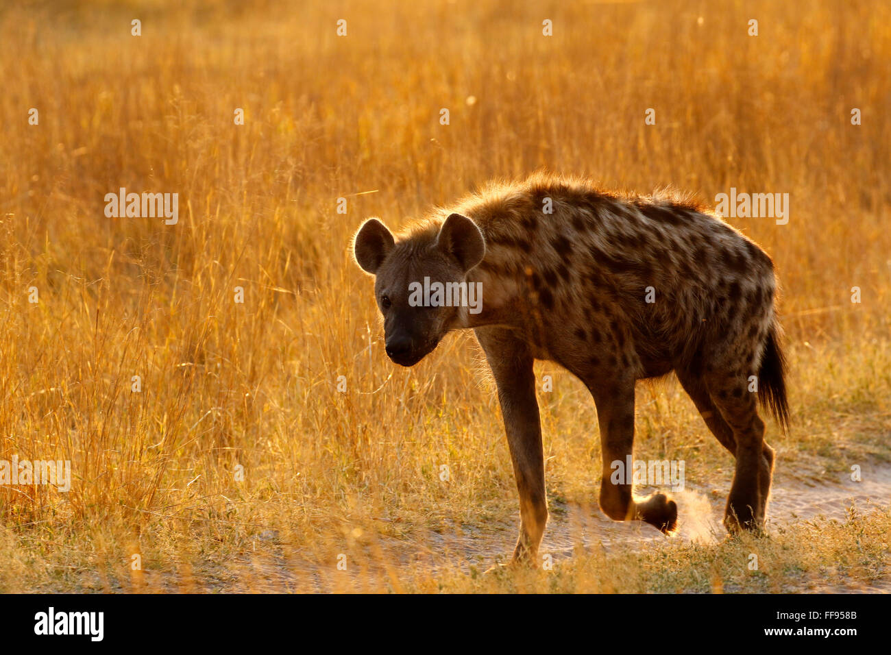 Spotted or Laughing Hyenas are African predators also scavengers Stock