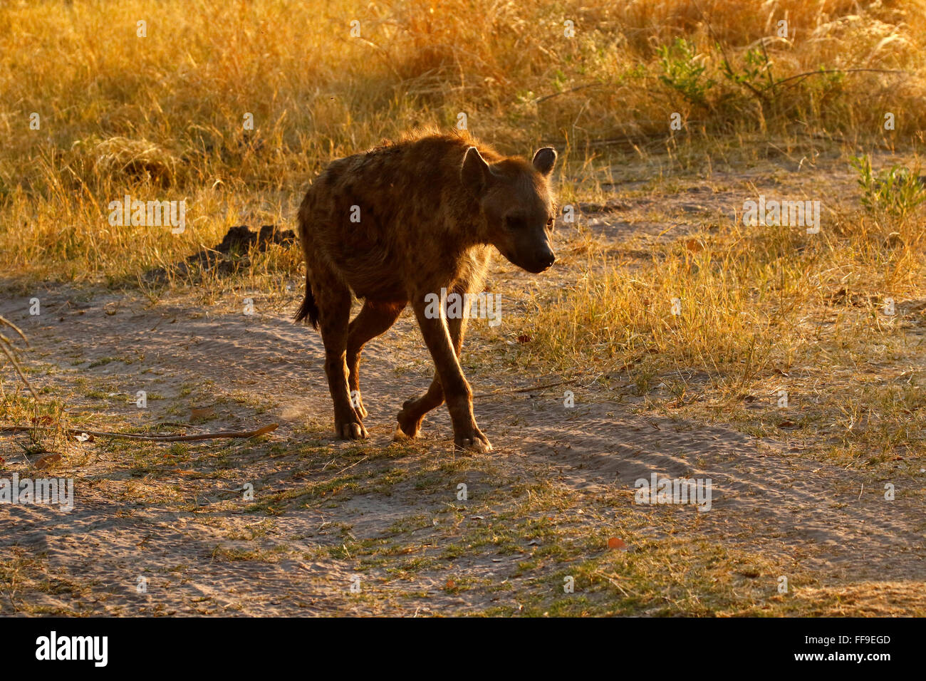 Spotted or Laughing Hyenas are African predators also scavengers Stock