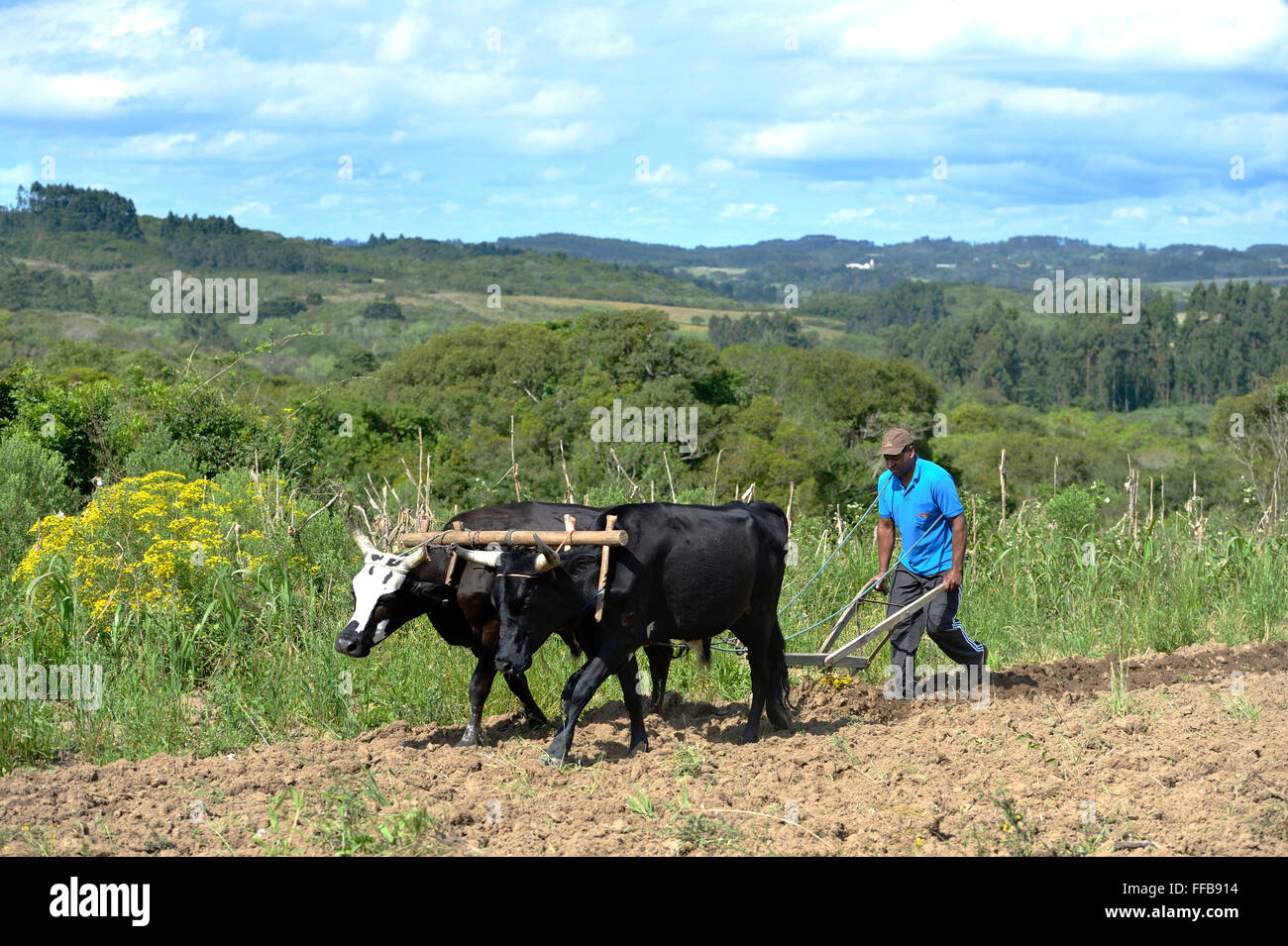 Farmer plowing field with wooden plough, yoke of oxen, AfroBrazilian