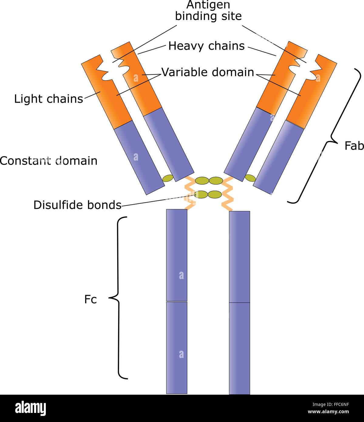 Structure of an human immunoglobulin Stock Vector Art & Illustration