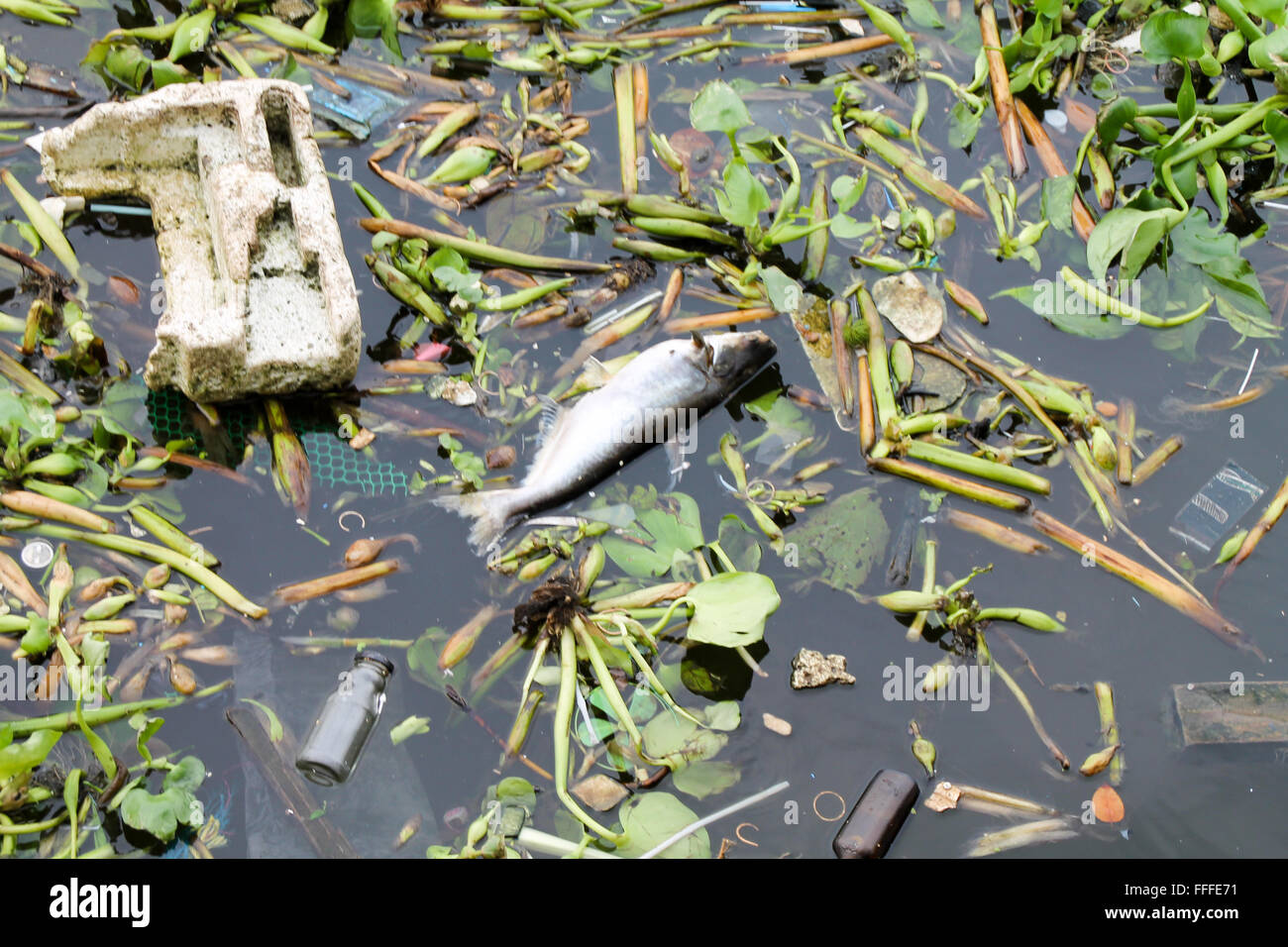 Pollution in the Chao Phraya River, Bangkok, Thailand Stock Photo