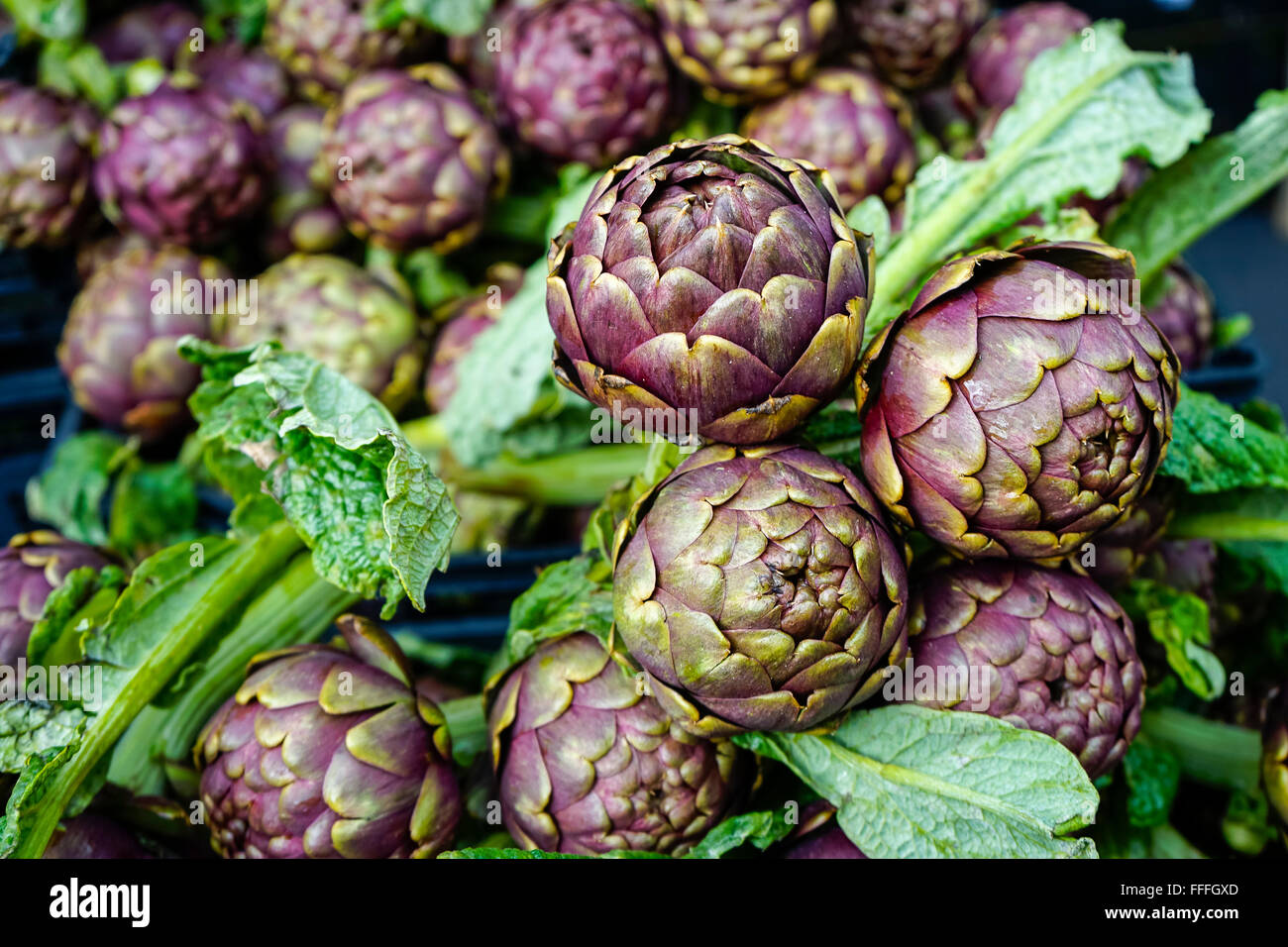 Artichokes Stock Photo, Royalty Free Image 95614245 Alamy
