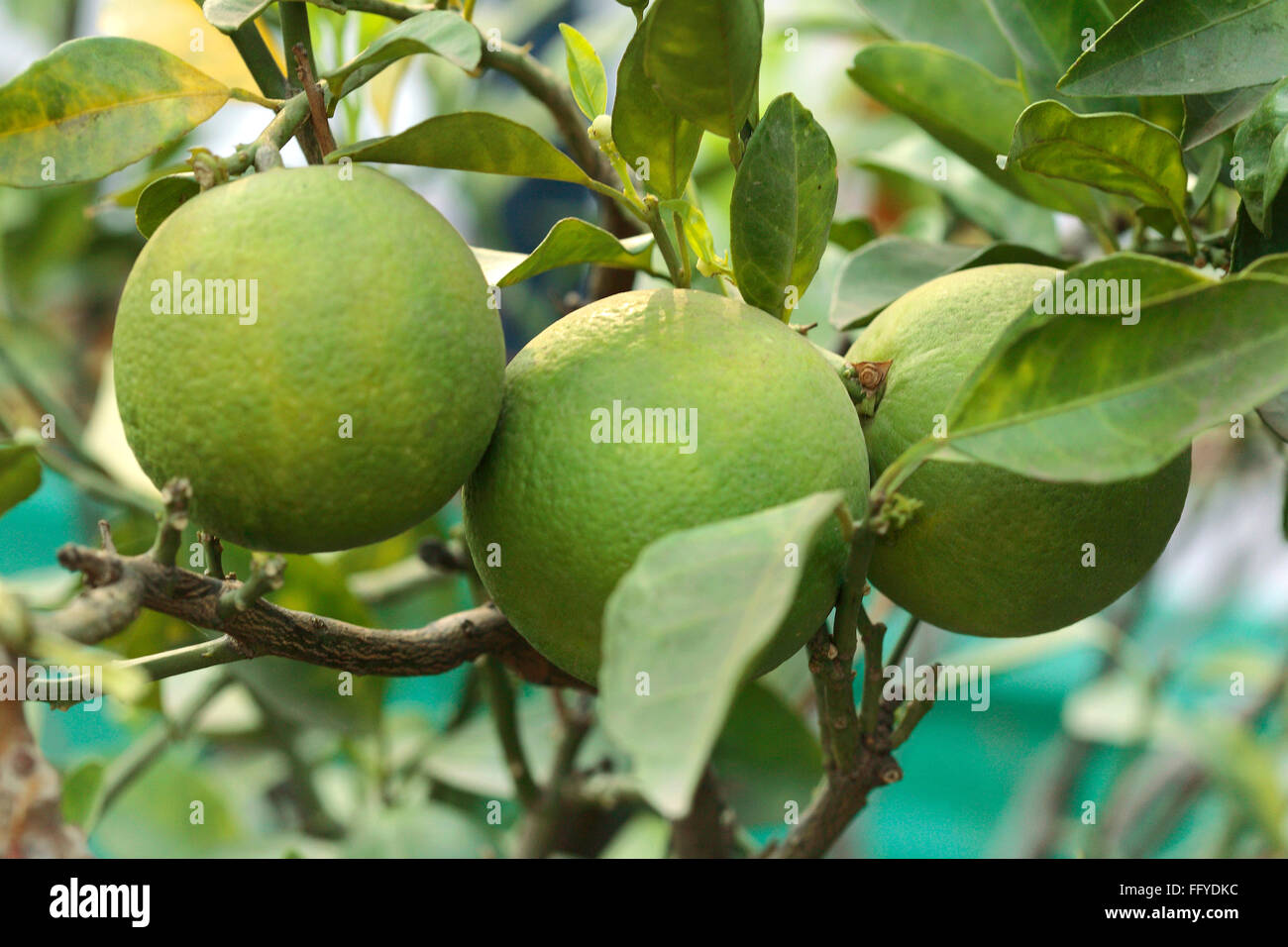 Fruits Three Green Sweet Orange Mausambi Citrus Sinensis With Leaves