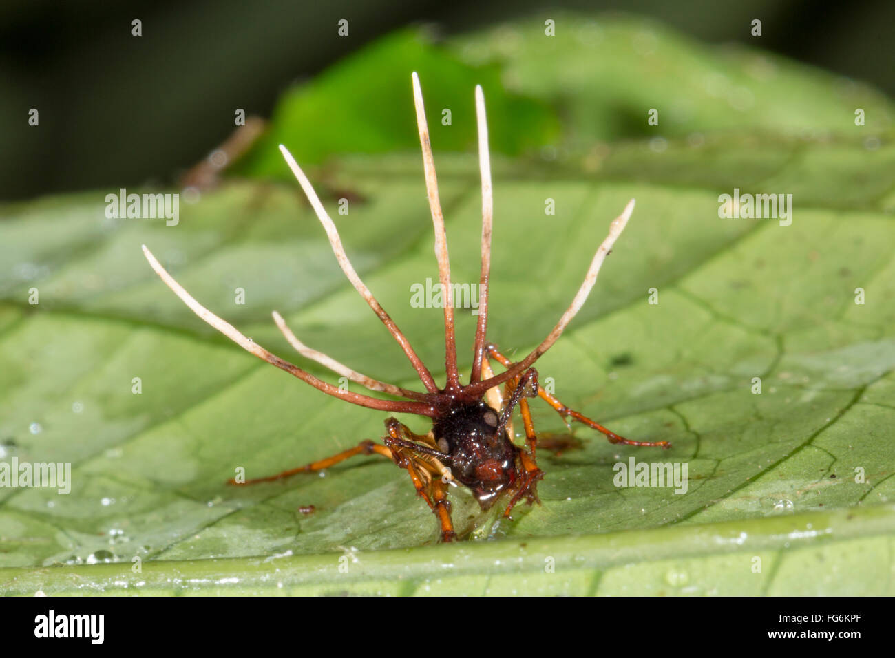 Fruiting bodies of a Cordyceps fungus growing out of an infected ant