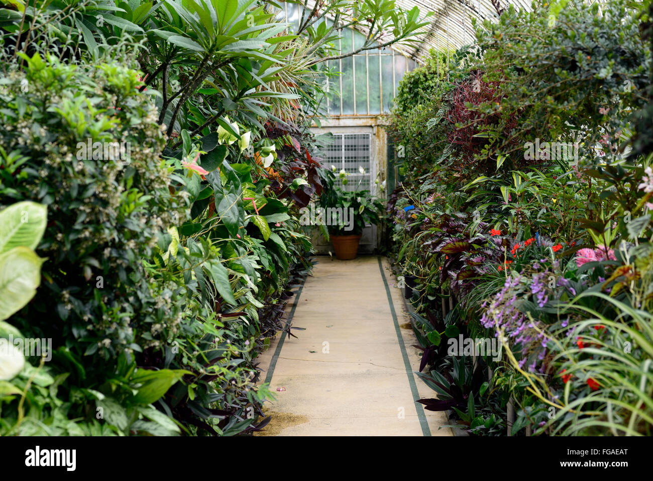 belfast botanical gardens palm house glass house tropical plan belfast botanical gardens palm house glass house tropical plan
