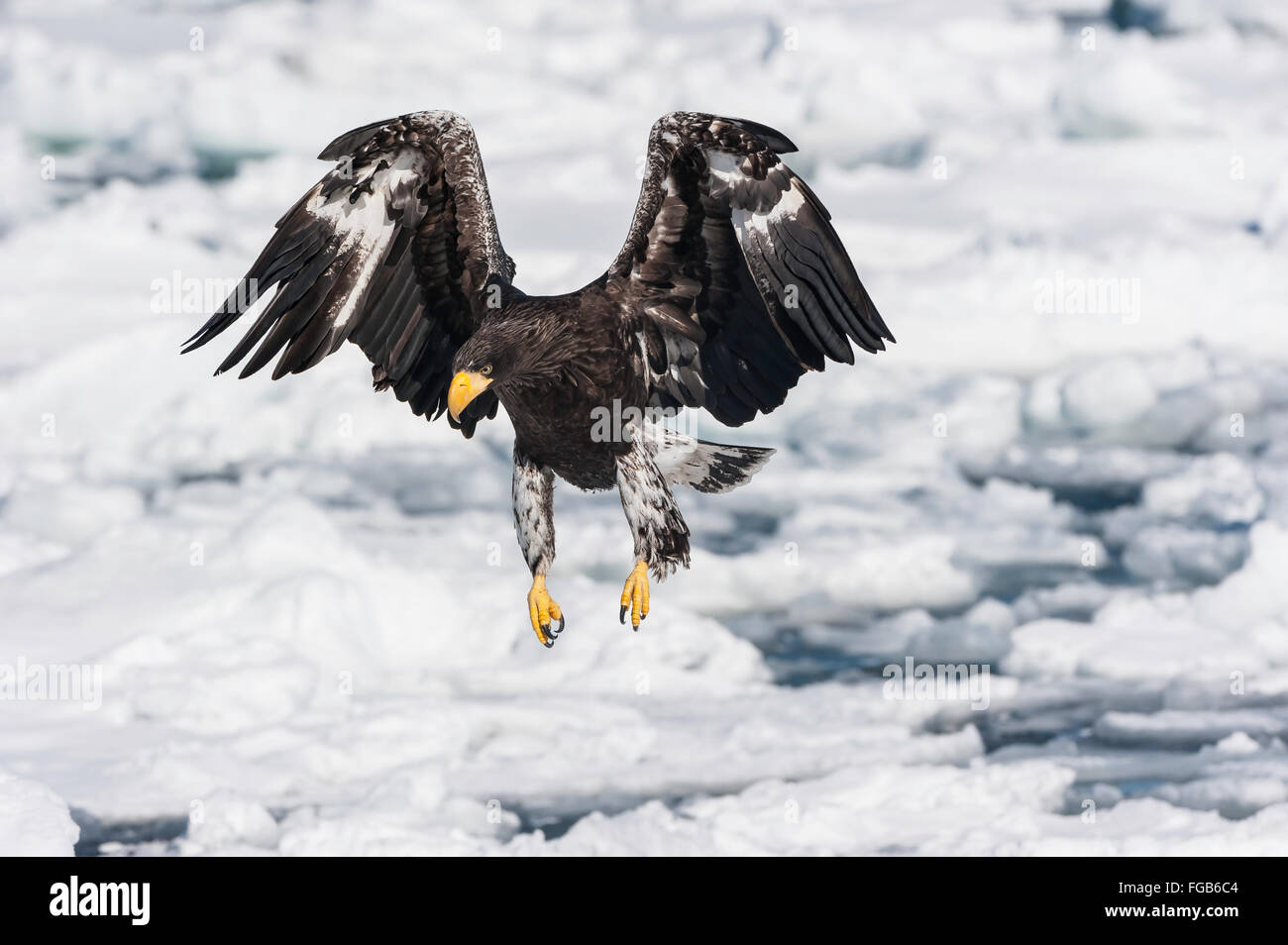 Subadult Steller S Sea Eagle Haliaeetus Pelagicus Rausu Offshore