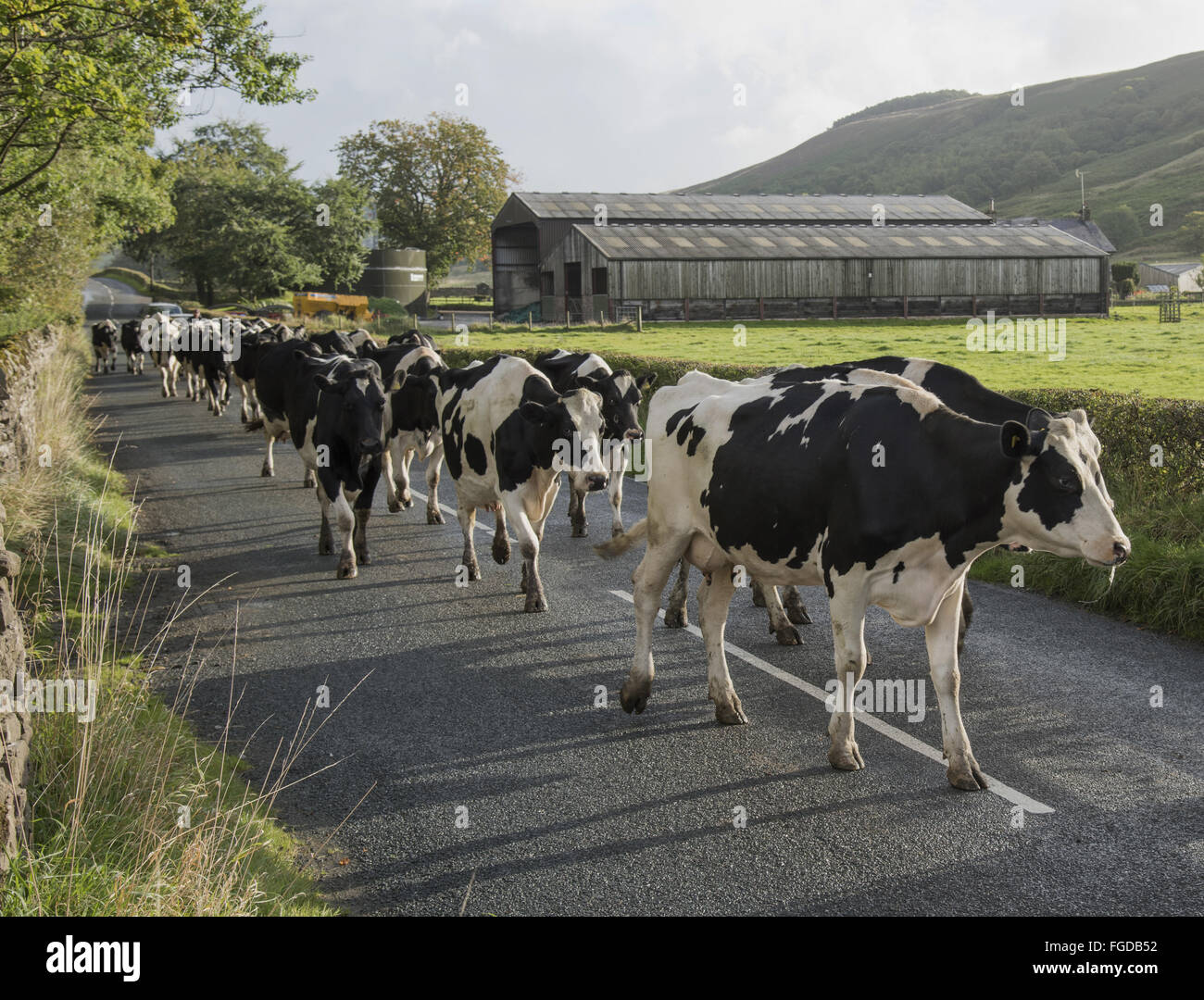 Dairy Farming Holstein Cows Herd Returning Along Road To Field Stock