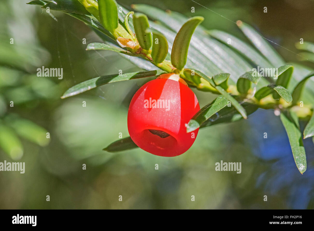 Yew Berry (Taxus baccata Stock Photo, Royalty Free Image 96562178 Alamy