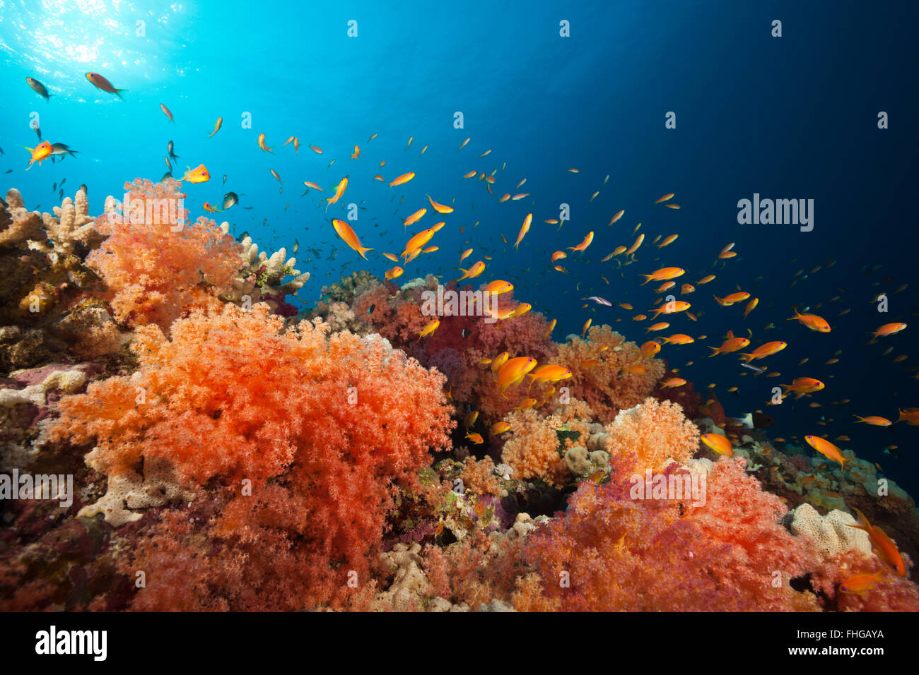 Colored Soft Coral Reef Red Sea Ras Mohammed Egypt Stock Photo Alamy