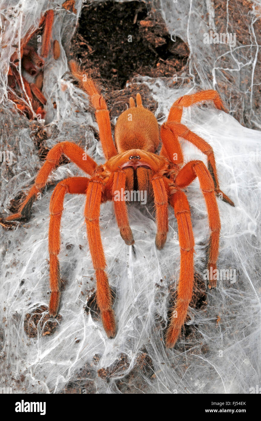 Philippine Tangerine, Philippine Earth Tiger (Orphnaecus Stock Photo