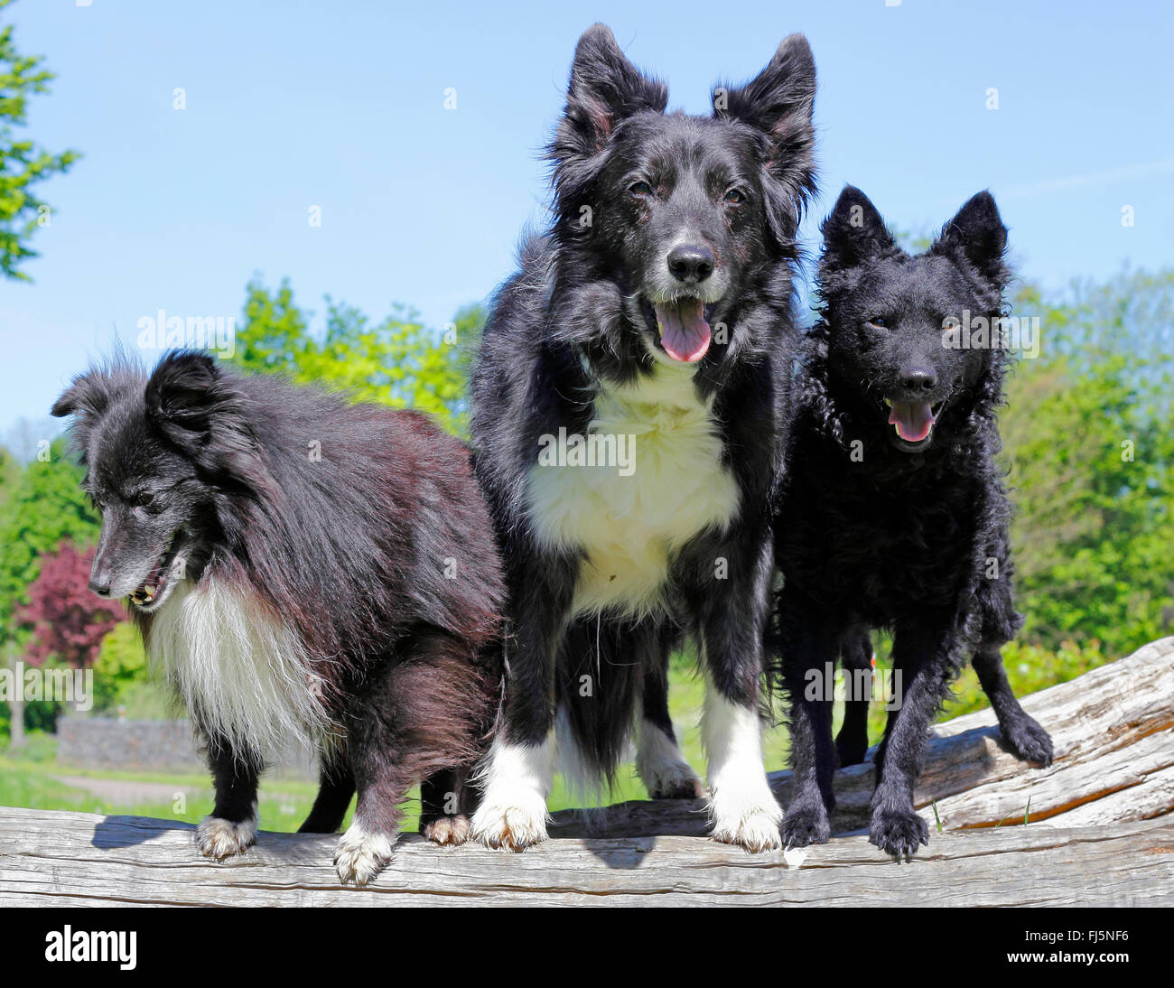 belgian shepherd or border collie sheltie years old shetland sheepdog stock photos u0026 sheltie years belgian shepherd or border collie sheltie years old shetland sheepdog stock photos u0026 sheltie years
