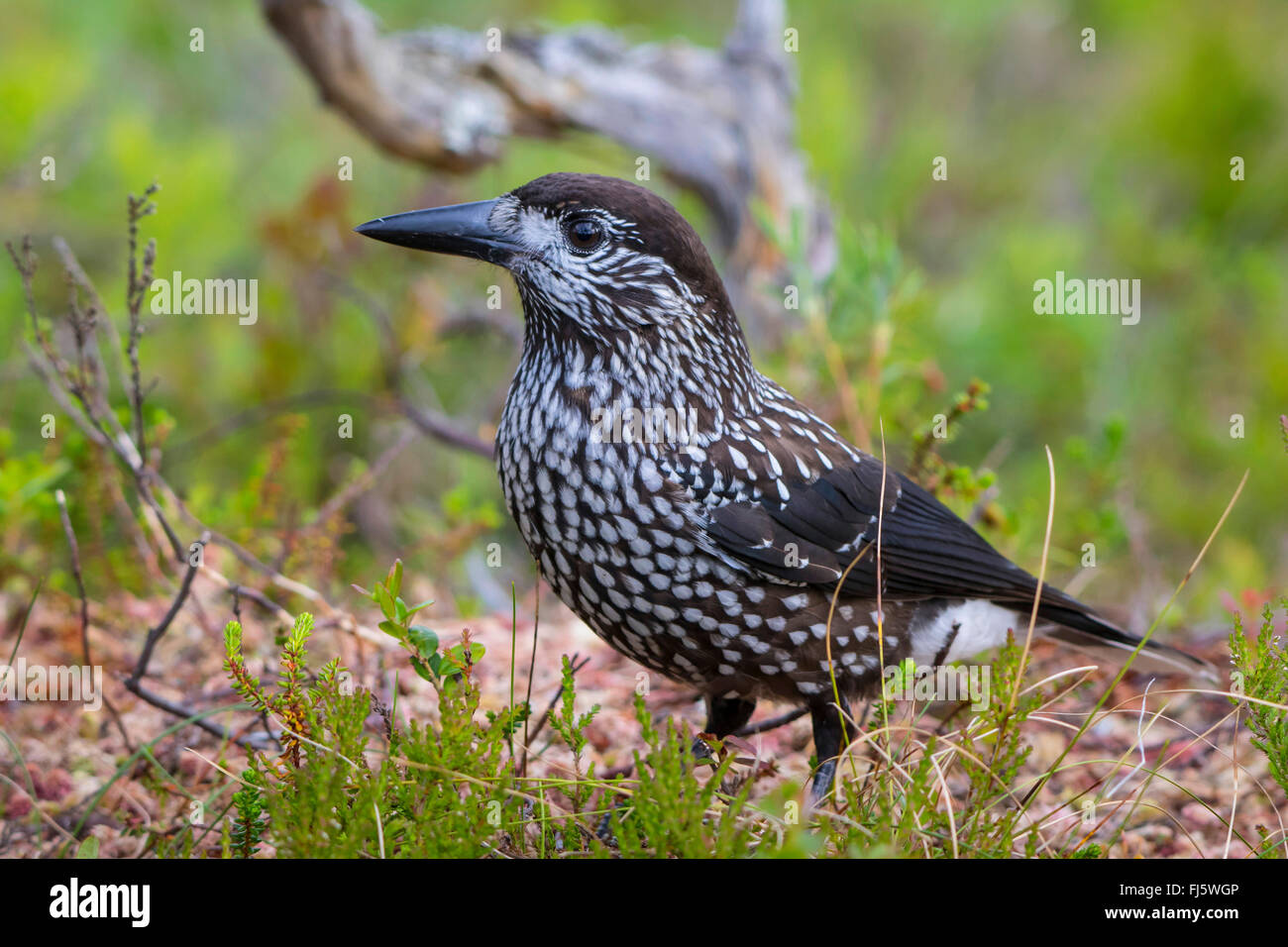 spotted nutcracker (Nucifraga caryocatactes), on the feed on the Stock