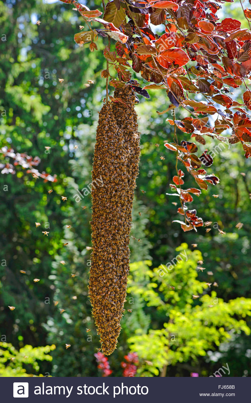 honey bee, hive bee (Apis mellifera mellifera), cluster of bees in a