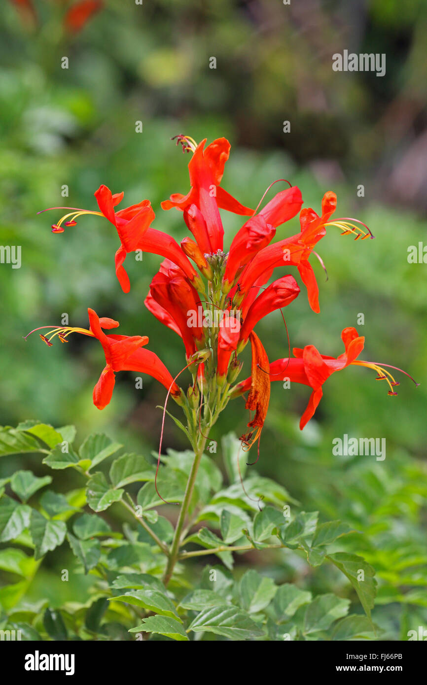 scarlet sage, Blood Sage (Salvia coccinea), flowering, USA, Florida