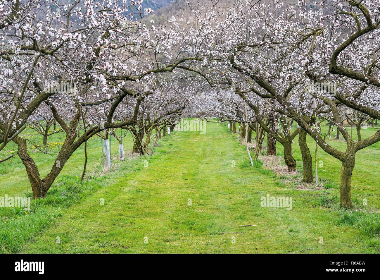 apricot tree (Prunus armeniaca), blooming apricot plantation Stock