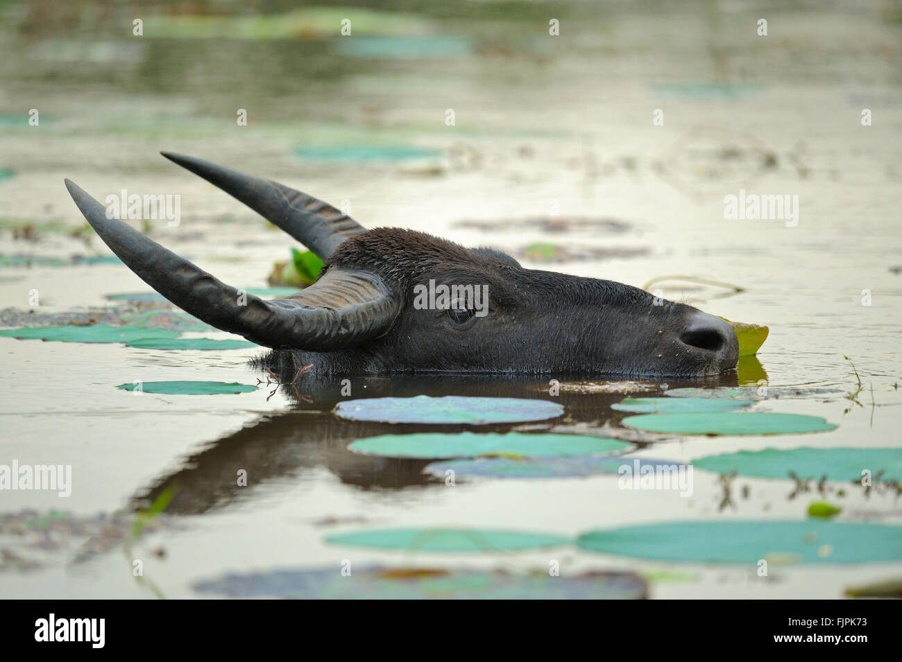 Head Shot Of A Wild Water Buffalo Bubalus Arnee Inside The Waters Of