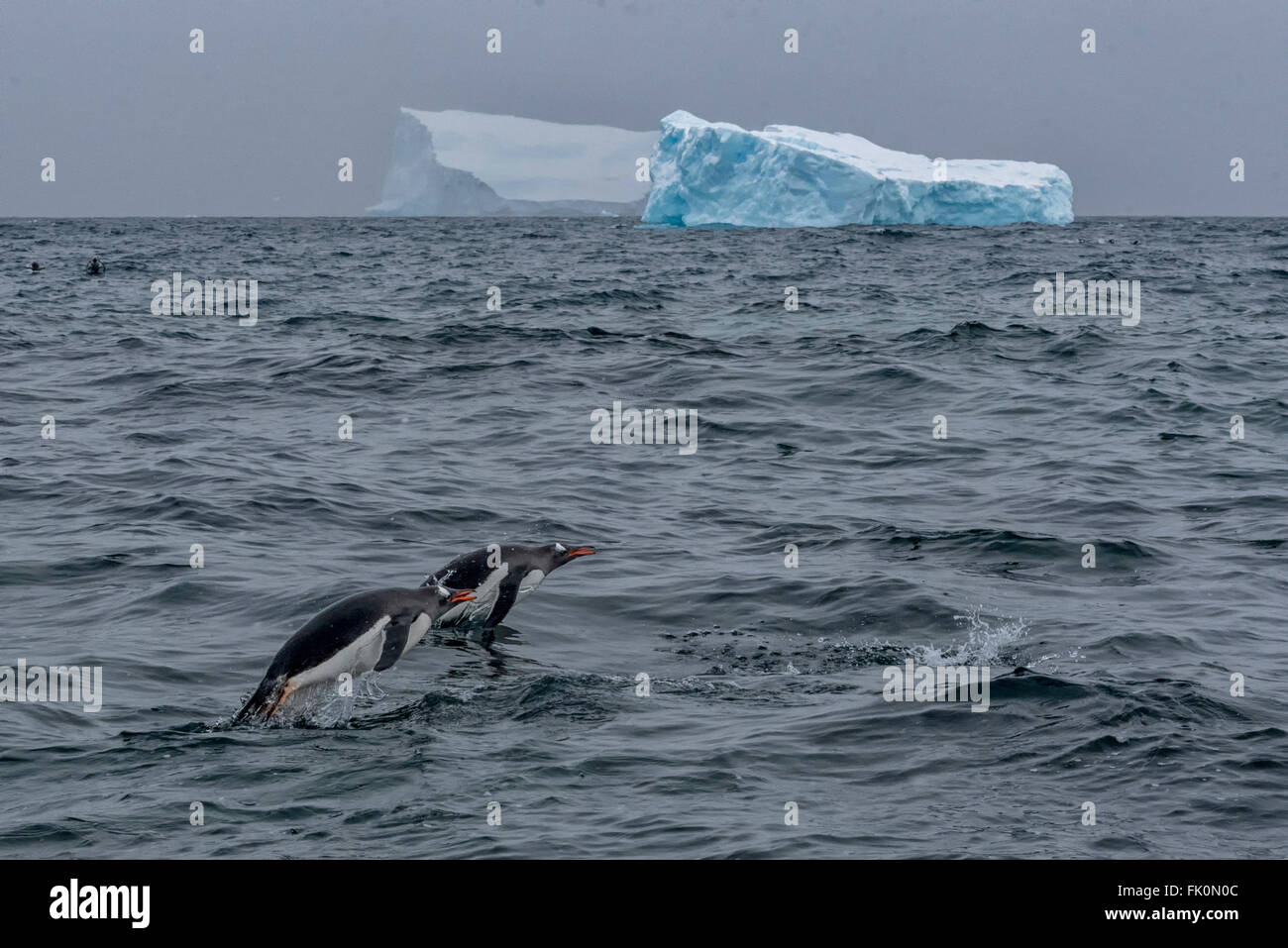 Two gentoo penguins swimming in the South Atlantic Ocean near Stock