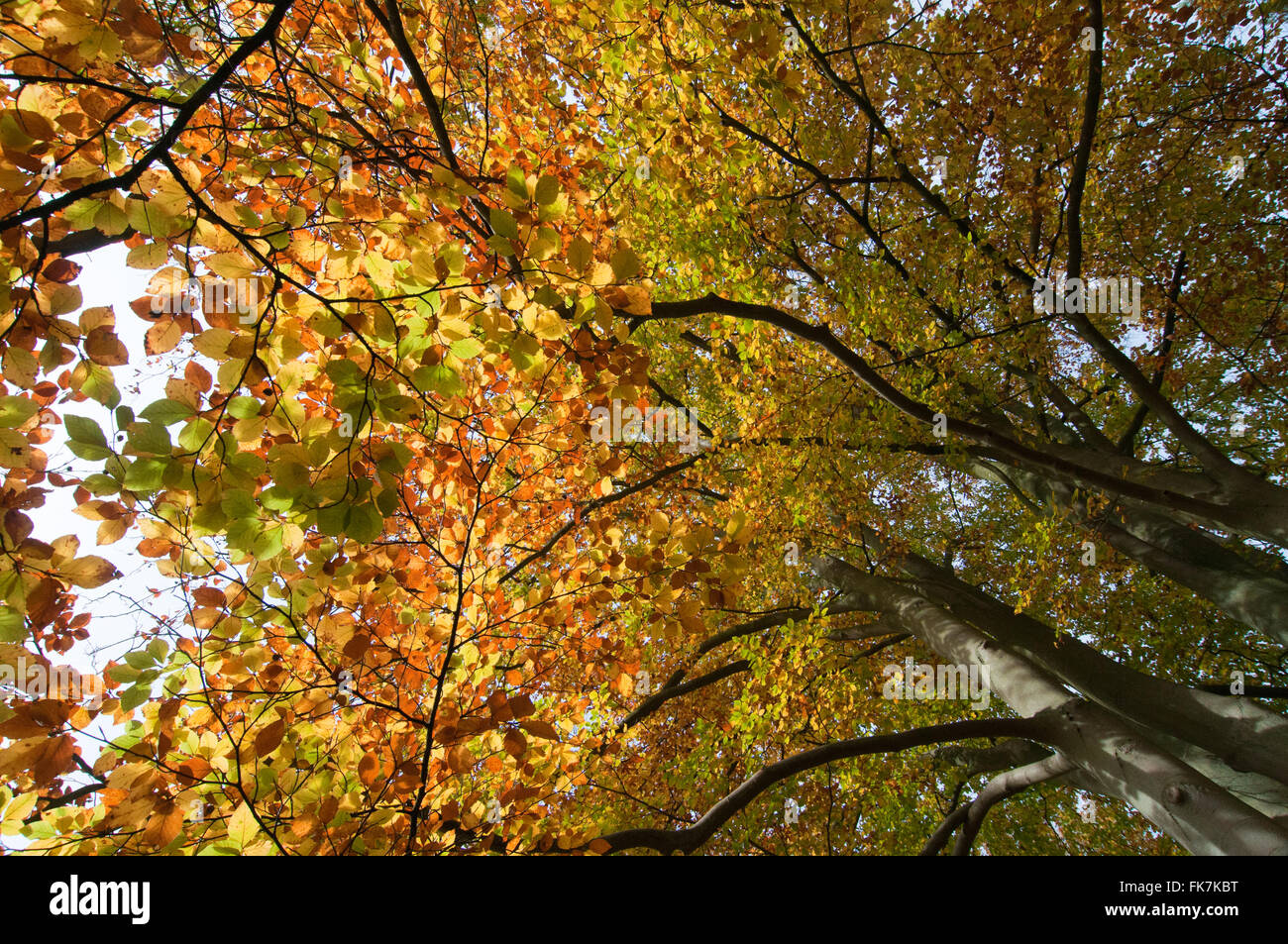 Common Beech Fagus Sylvatica In Autumnal Colours Stock Photo Alamy