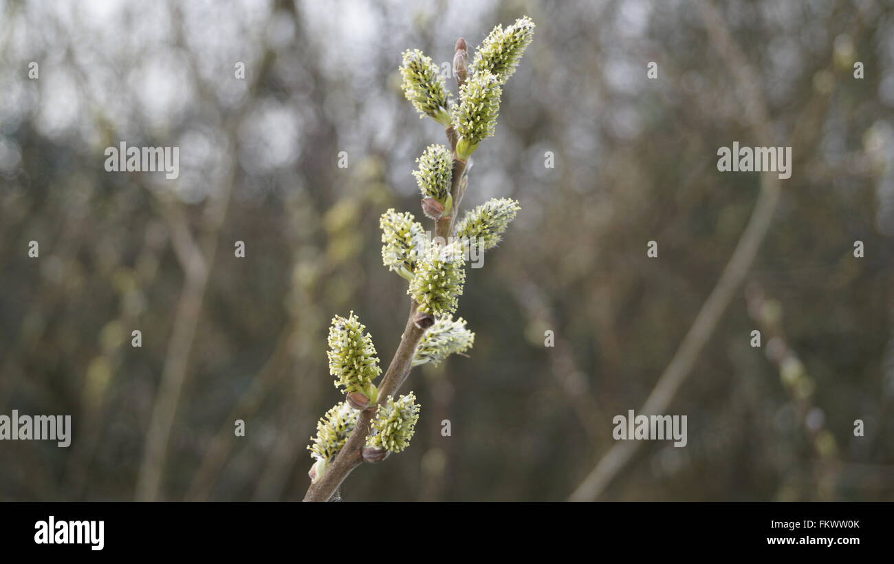 Budding Pussy Willow Spring Is Here Stock Photo Alamy