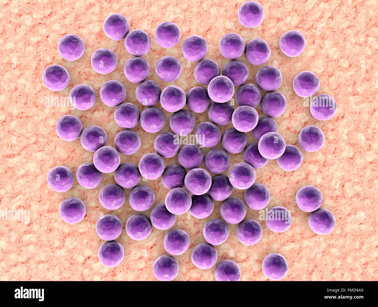 Pictures Of The Bacteria Staphylococcus Aureus 71