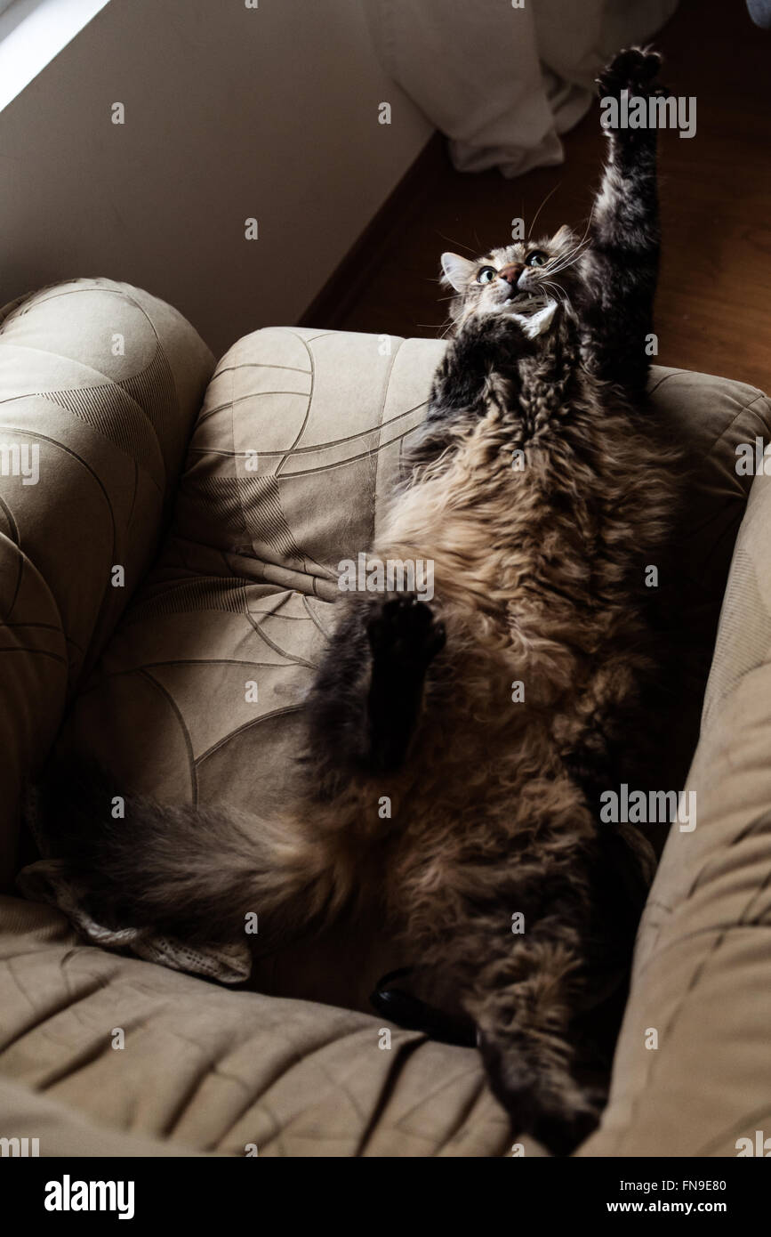 Cat playing on armchair Stock Photo, Royalty Free Image: 99168384 - Alamy