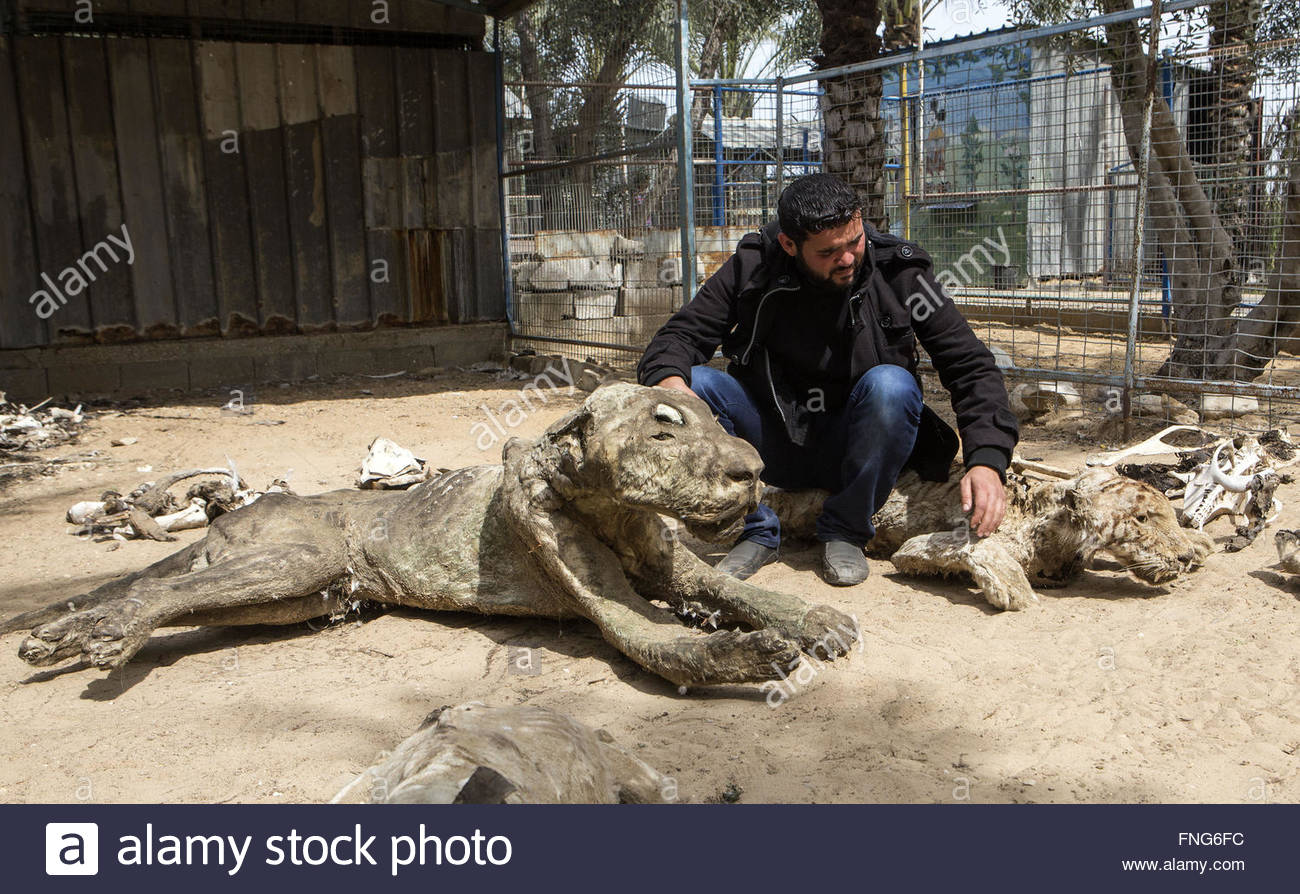 Gaza Strip. March 15th, 2016. Palestinian zoo owner Mohammad Oweida