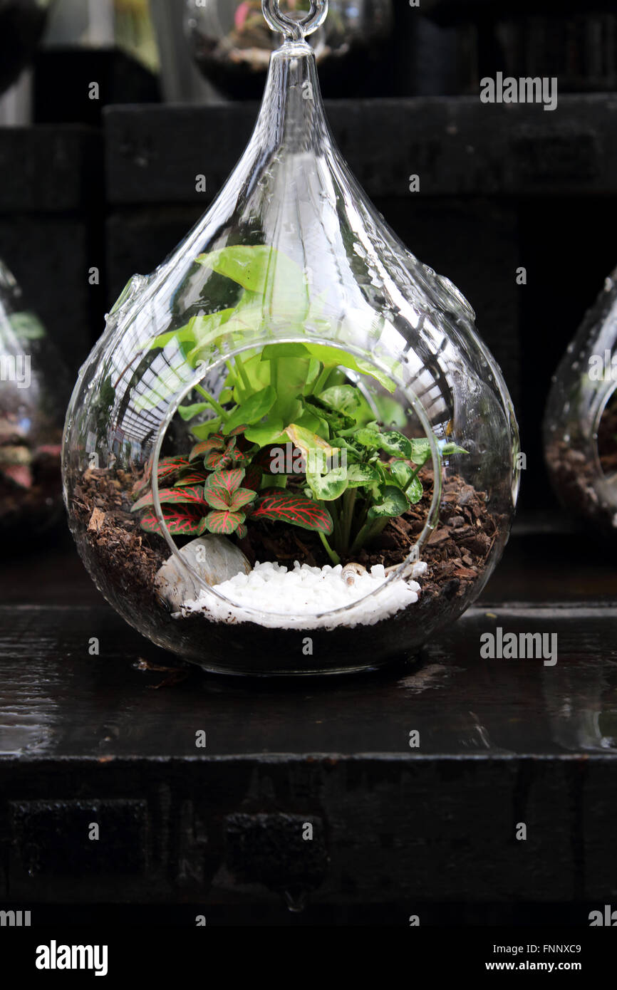 Terrariums with plants inside glass jar Stock Royalty Free Terrariums with plants inside glass jar