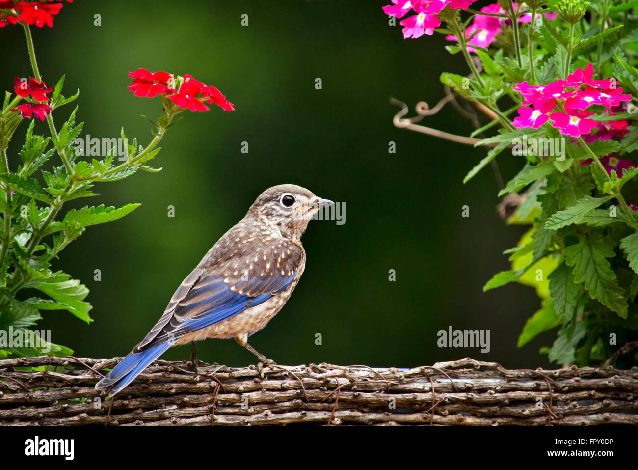 Eastern Bluebird fledgling closeup Stock Photo, Royalty Free Image