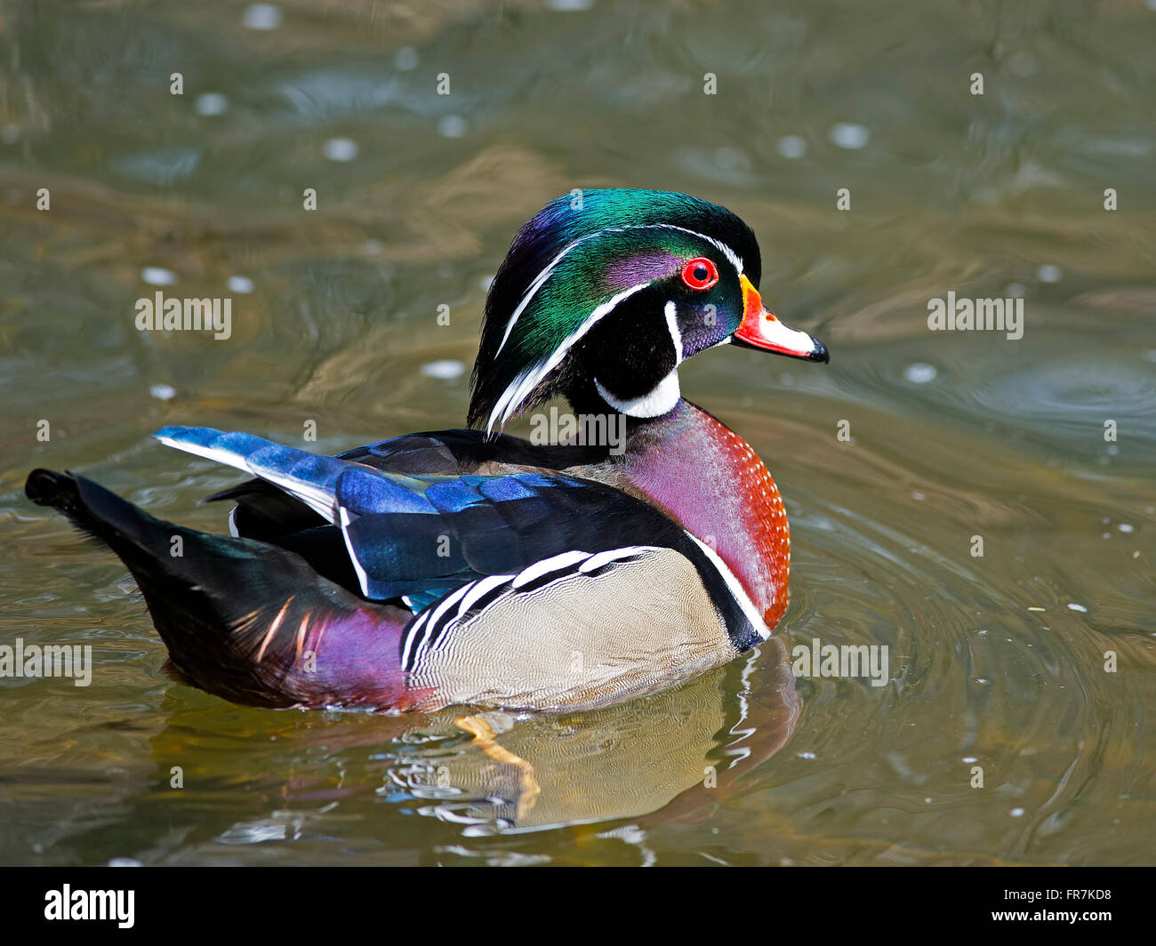 Male Wood Duck Stock Photo Alamy