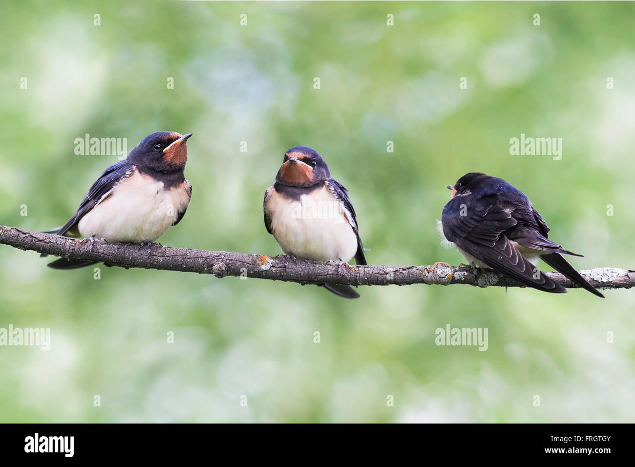 Three black crows sat on a tree