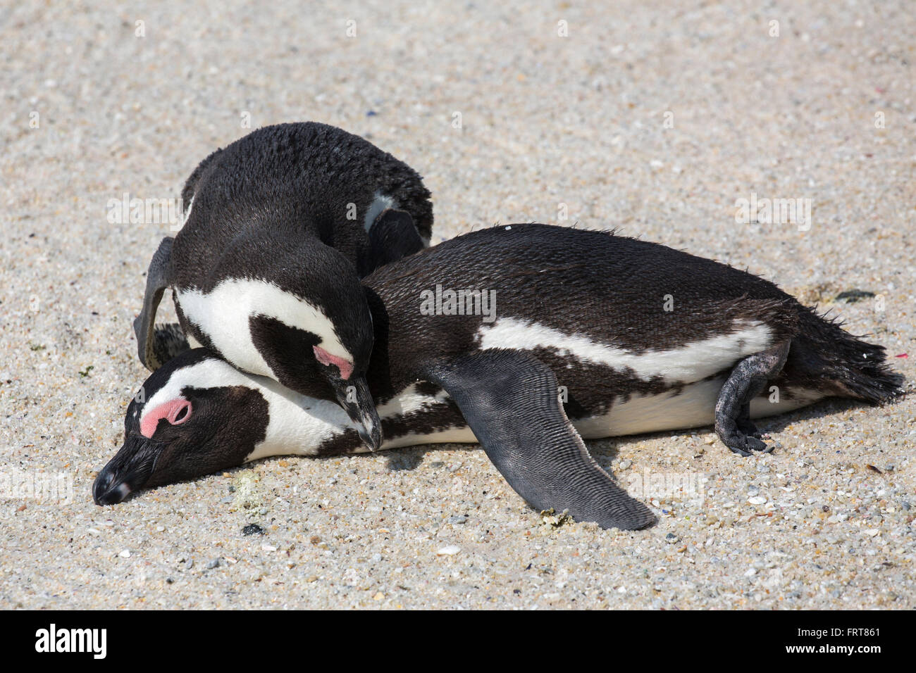 African Penguins Spheniscus Demersus Pair From Colony On Foxy Beach