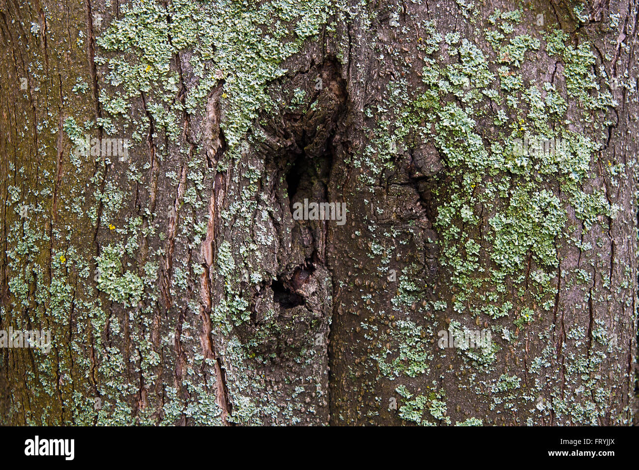 close up view of brown tree bark with moss and fungus for close up view of brown tree bark with moss and fungus for