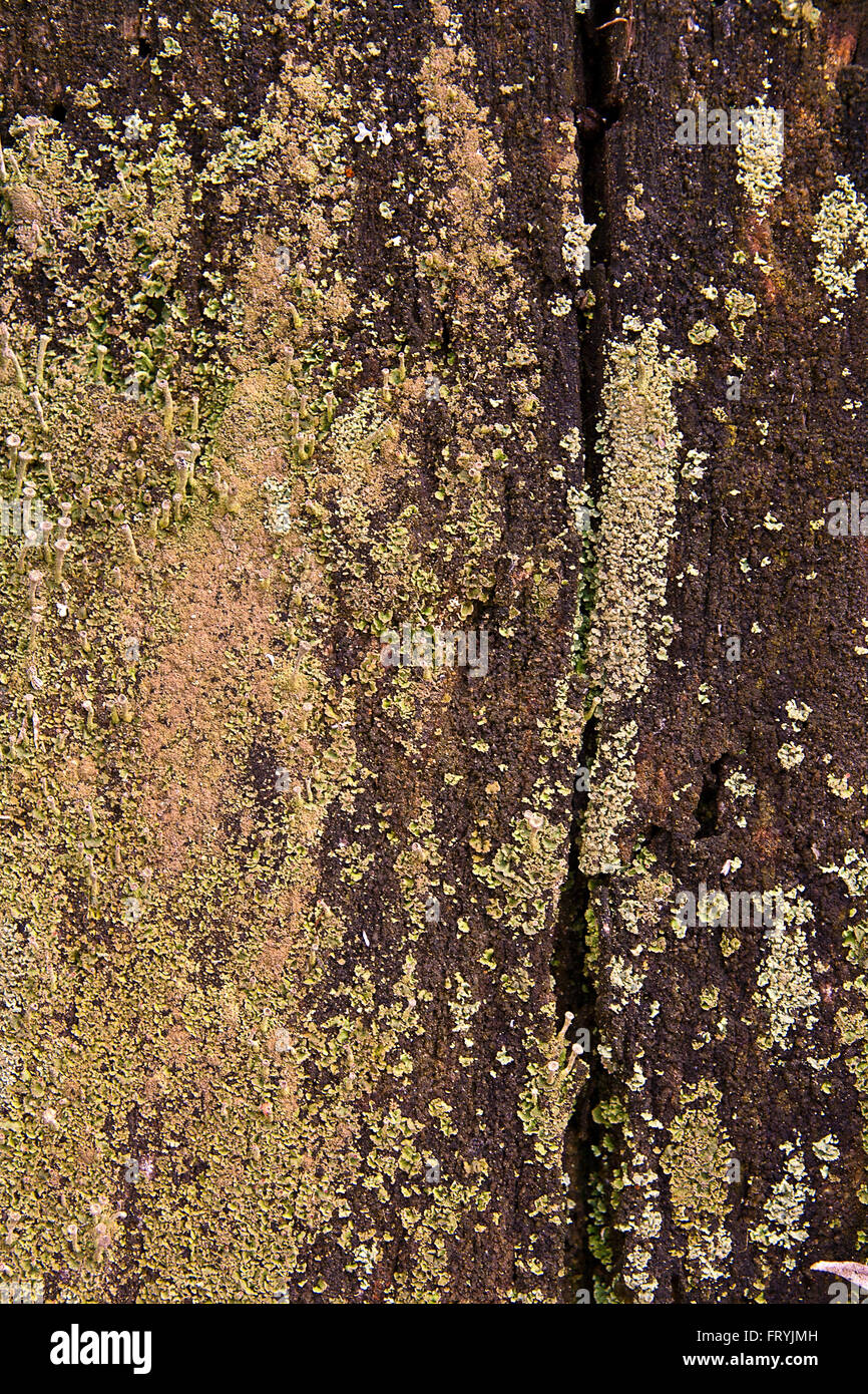 Close Up View Of Brown Tree Bark With Moss And Fungus For Background