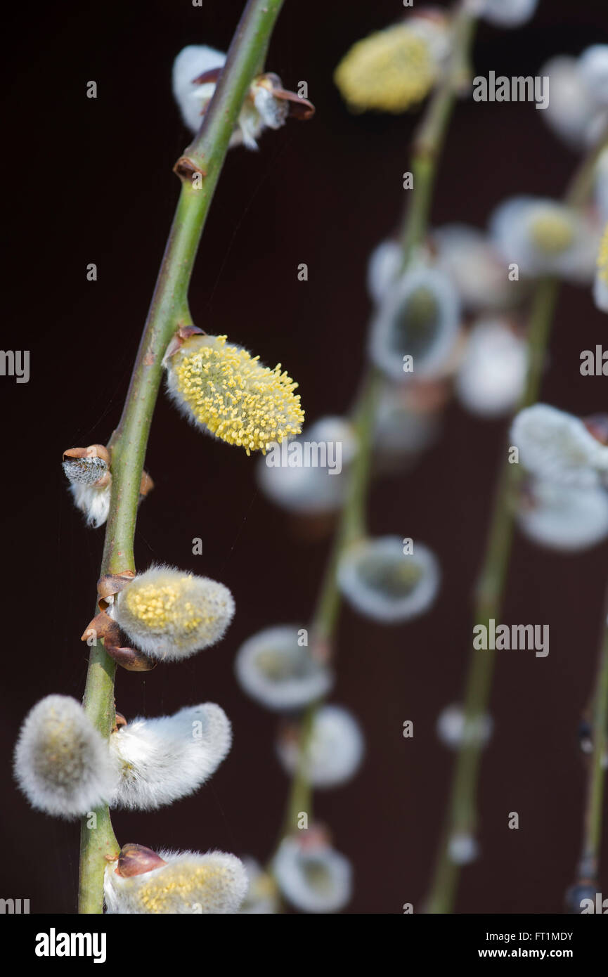 Dwarf weeping pussy willow Apologise, Dwarf weeping pussy willow intelligible answer