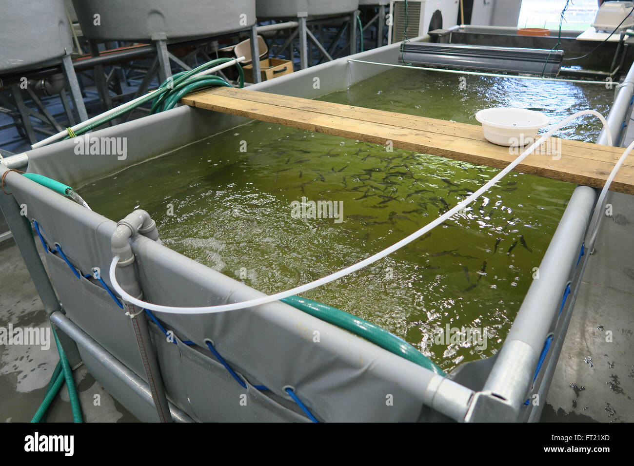 Indoor aquaculture tanks Stock Photo, Royalty Free Image: 100849013 - Alamy